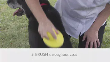 How to use the PETLIFE Professional Finishing Spray