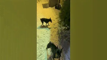 Заметает нас😁 МО питомник цвергпинчеров Брайт Фридом #щенкицвергпинчера 89267166407  #цвергпинчер