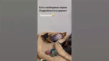Цвергпинчер щенки продажа 89267166407 питомник Брайт Фридом Московская область #цвергпинчер