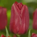 Тюльпан Стронг Лав (Strong Love)