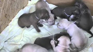 щенки питбультерьера. Питомник Strong Fire Pitbull